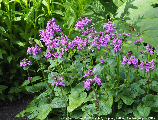 Stachys macrantha 'Superba'