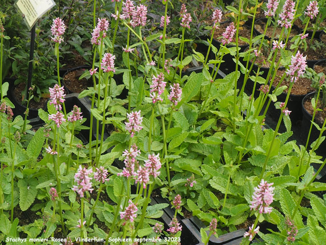 Stachys monieri 'Rosea'