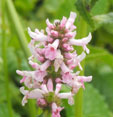 Stachys monieri 'Rosea'