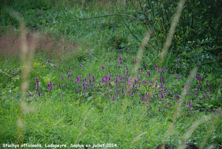 Stachys officinalis