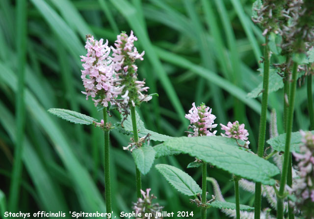 Stachys monieri 'Spitzweg'