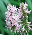 Stachys moniero 'Spitzweg'