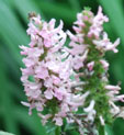 Stachys officinalis 'Hummelo'