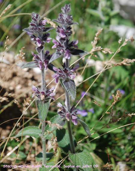 Stachys alpina