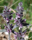 Stachys alpina