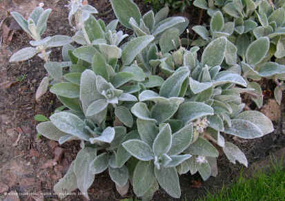 Stachys byzantina