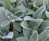 Stachys byzantina