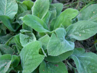 Stachys byzantina 'Big Ears'