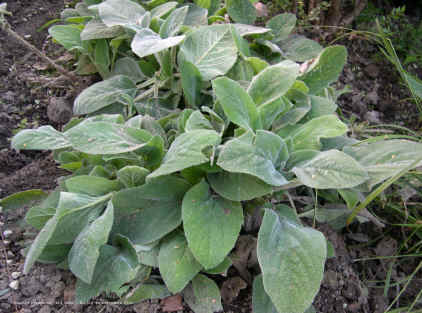 Stachys byzantina 'Big Ears