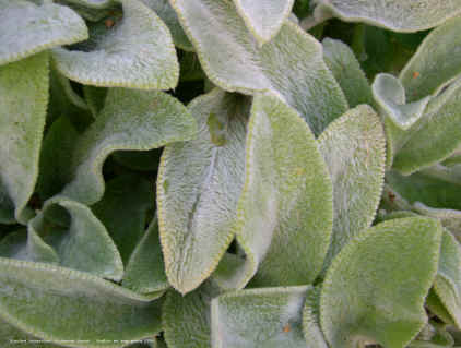 Stachys byzantina 'Primerose Heron'