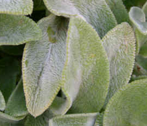 Stachys byzantina 'Primerose Heron'