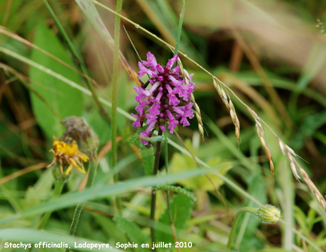 Stachys officinalis