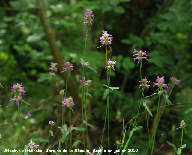 Stachys officinalis