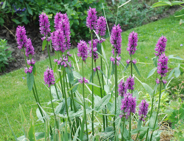 Betonica officinalis 'HUmmelo'