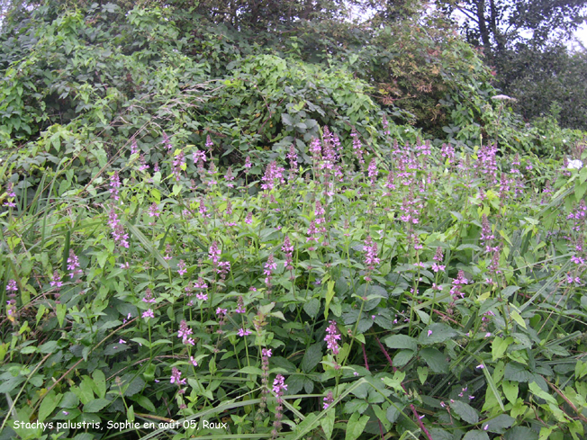 Stachys palustris