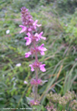 Stachys palustris