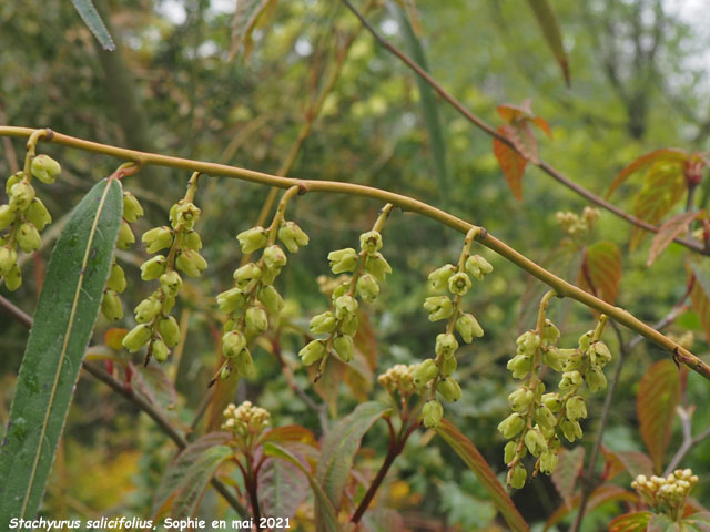 Stachyurus salicifolius