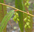 Stachyurus salicifolius