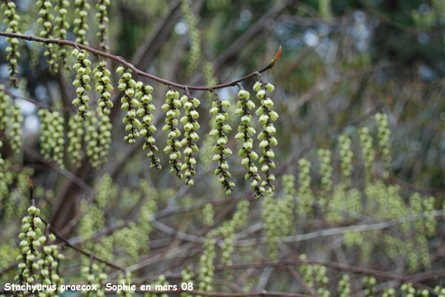 Stachyurus praecox