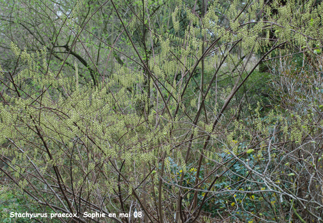 Stachyurus praecox