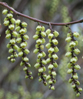 Stachyurus praecox