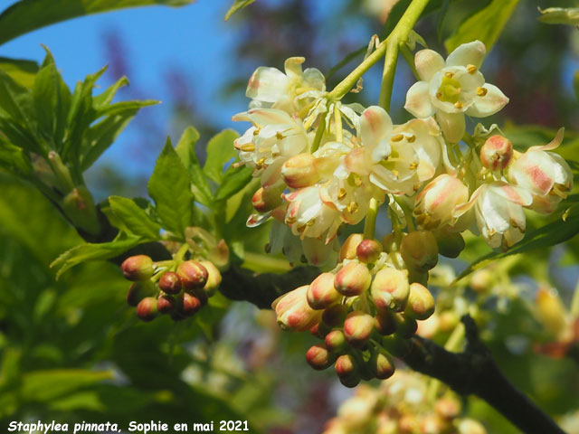 Staphylea pinnata