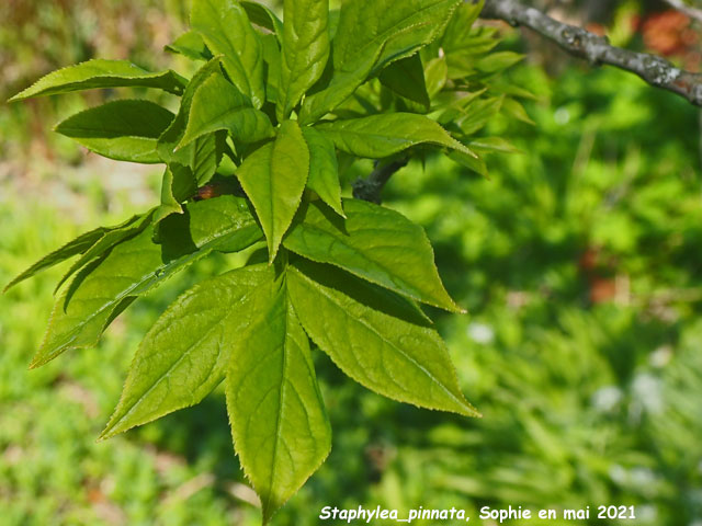 Staphylea pinnata