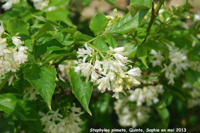 Staphylea pinnata