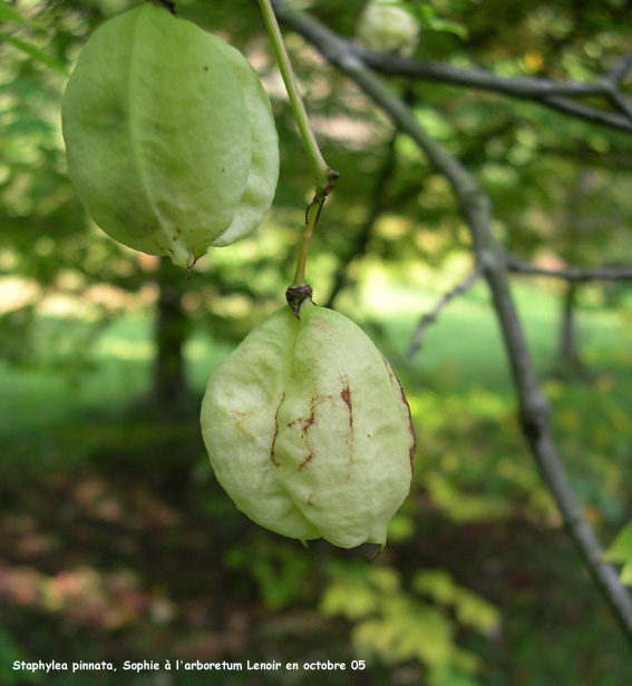 Staphylea pinnata