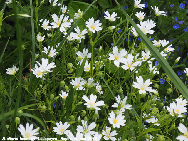 Stellaria holostea