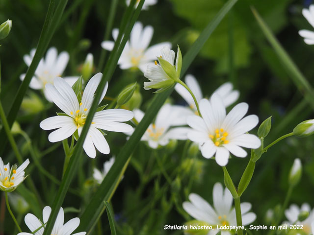 Stellaria holostea