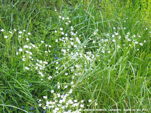 Stellaria holostea