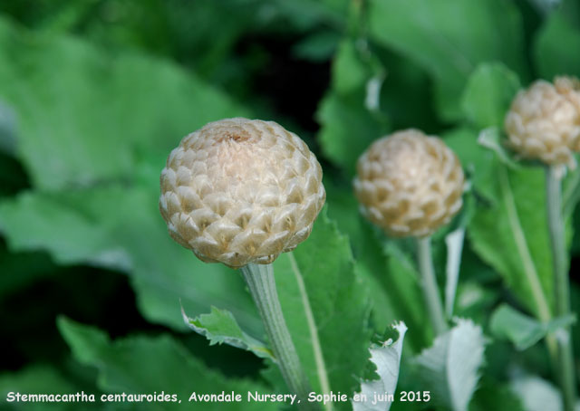 Stemmacantha centauroides