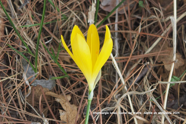 Sternbergia lutea