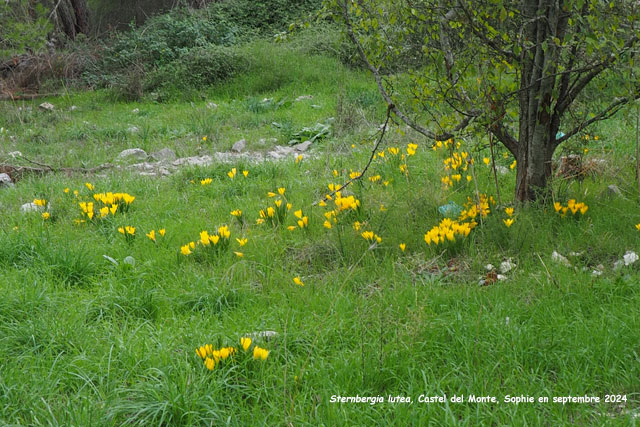 Sternbergia lutea