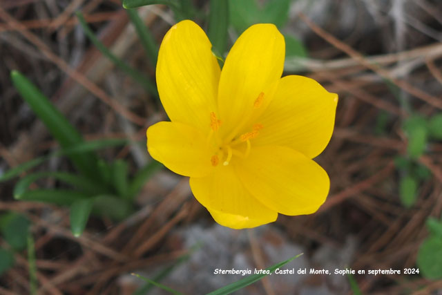 Sternbergia lutea