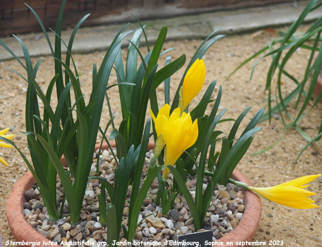 Sternbergia lutea Angustifolia grp.