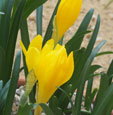 Sternbergia lutea Angustifolia grp