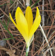 Sternberigia lutea 