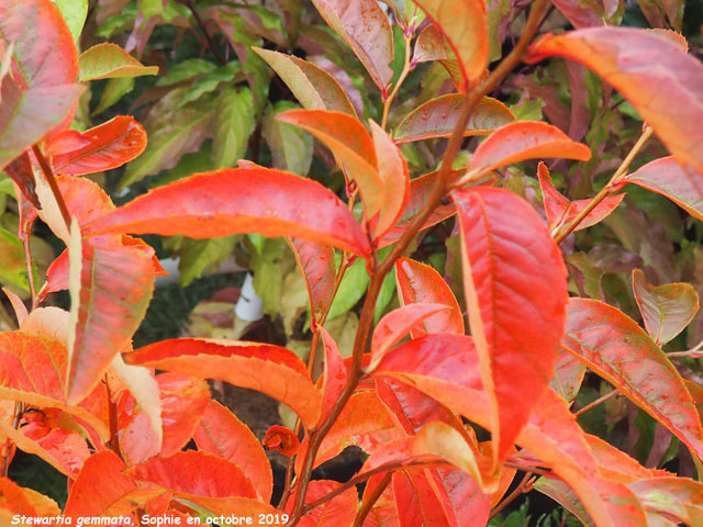 Stewartia sinensis