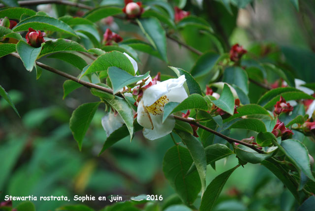 Stewartia rostrata