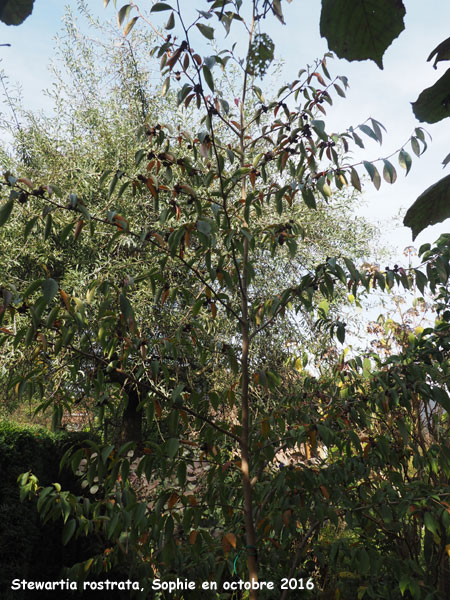 Stewartia rostrata