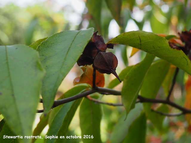 Stewartia rostrata