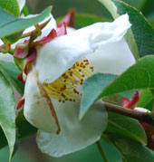 Stewartia rostrata