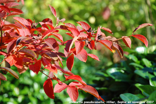 Stewartia sinensis