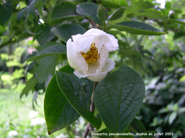 Stewartia pseudocamellia