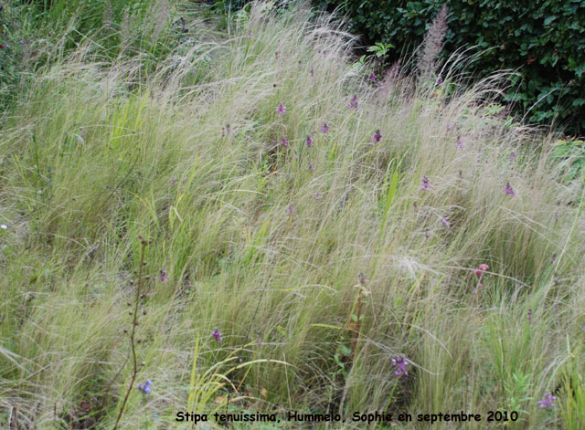 Stipa tenuissima