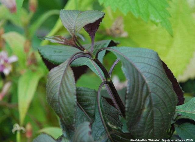 Strobilanthes 'Orizaba'