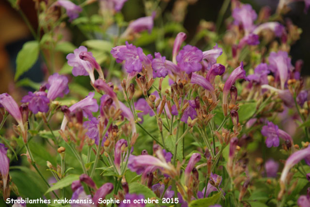 Strobilanthes rankanensis