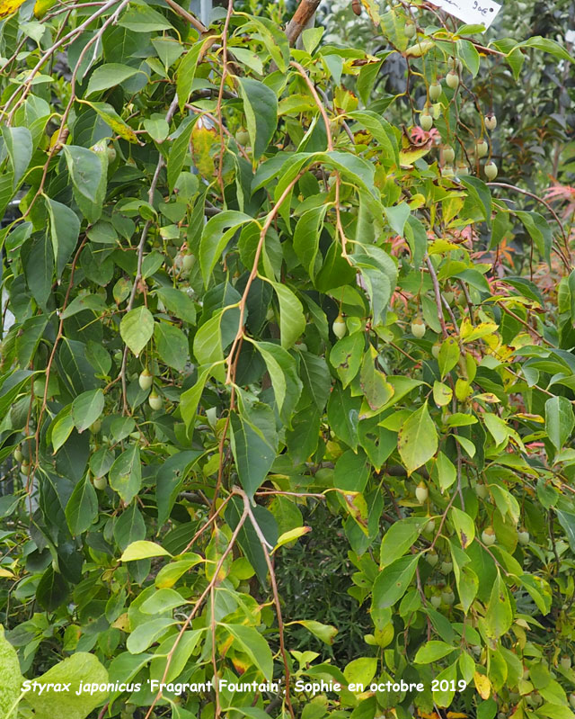 Styrax japonicus 'Fragrant Fountain'